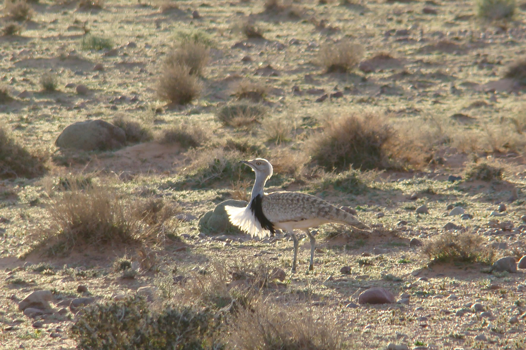 ����(Chlamydotis undulata)