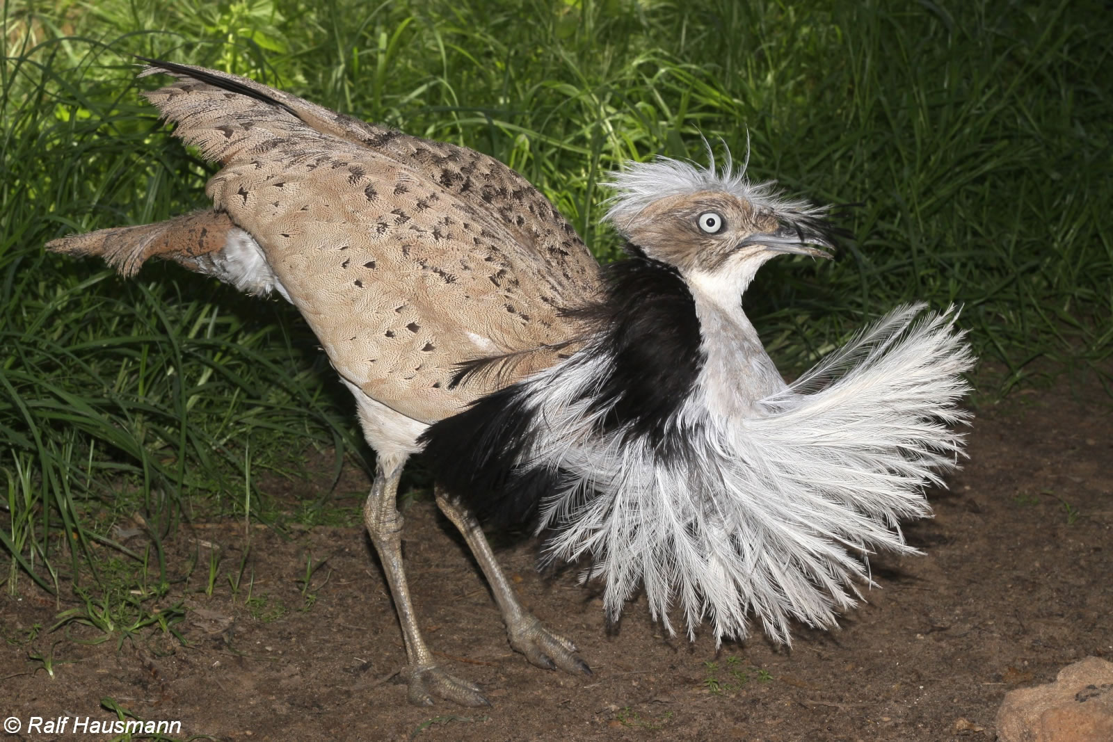 翎颌鸨(Chlamydotis undulata)