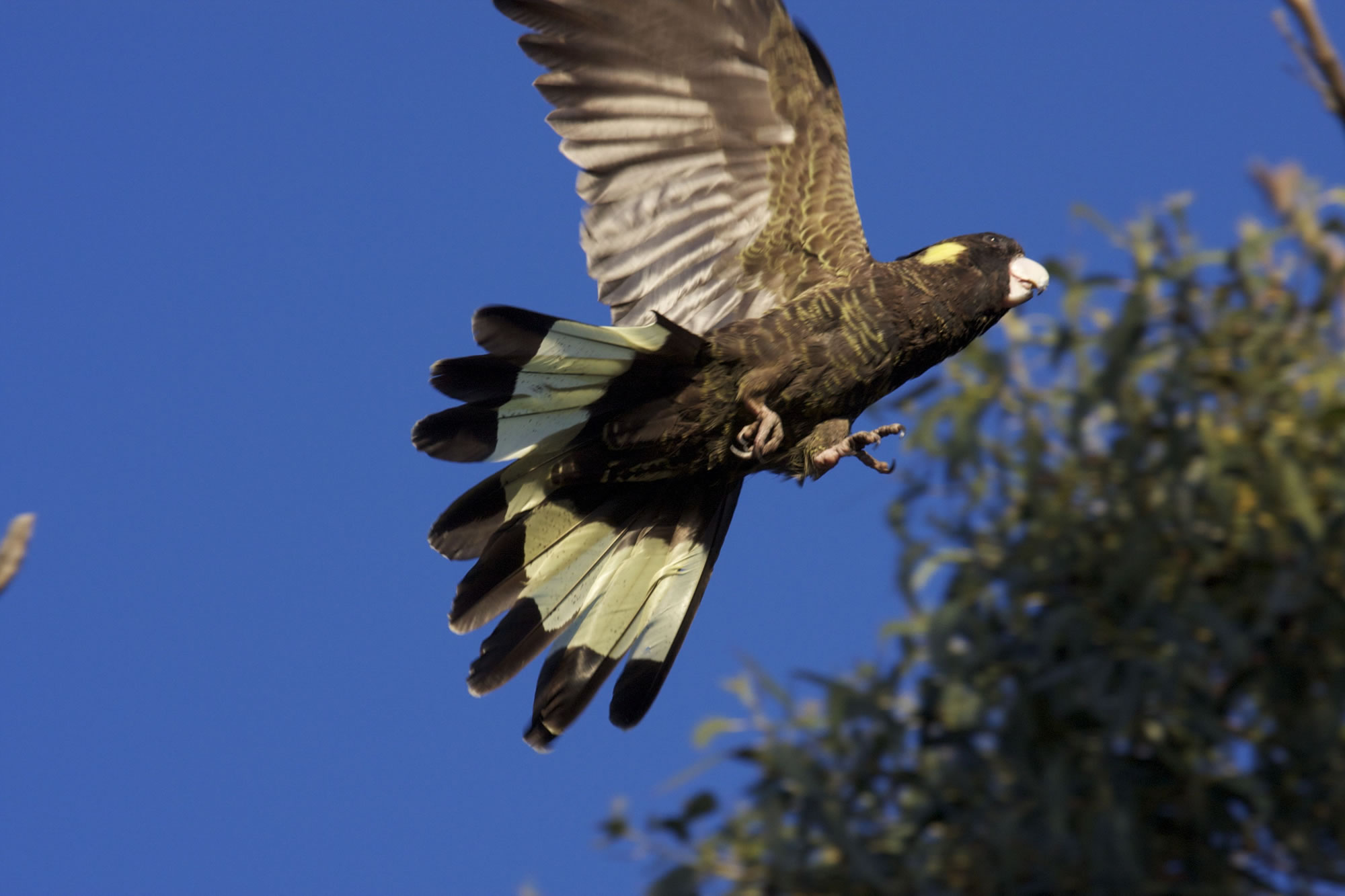 �ڷ�ͷ����(Calyptorhynchus funereus)