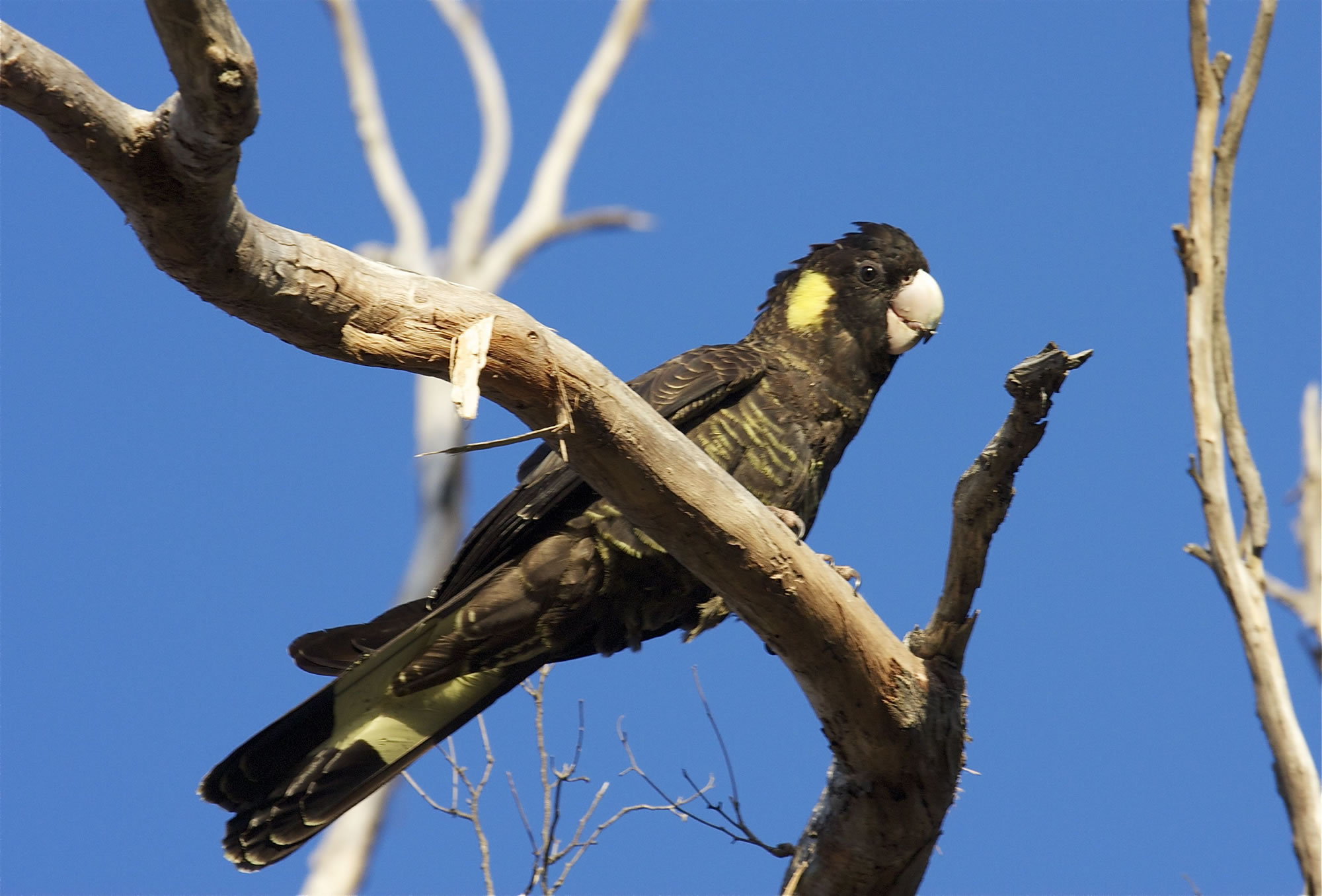 �ڷ�ͷ����(Calyptorhynchus funereus)