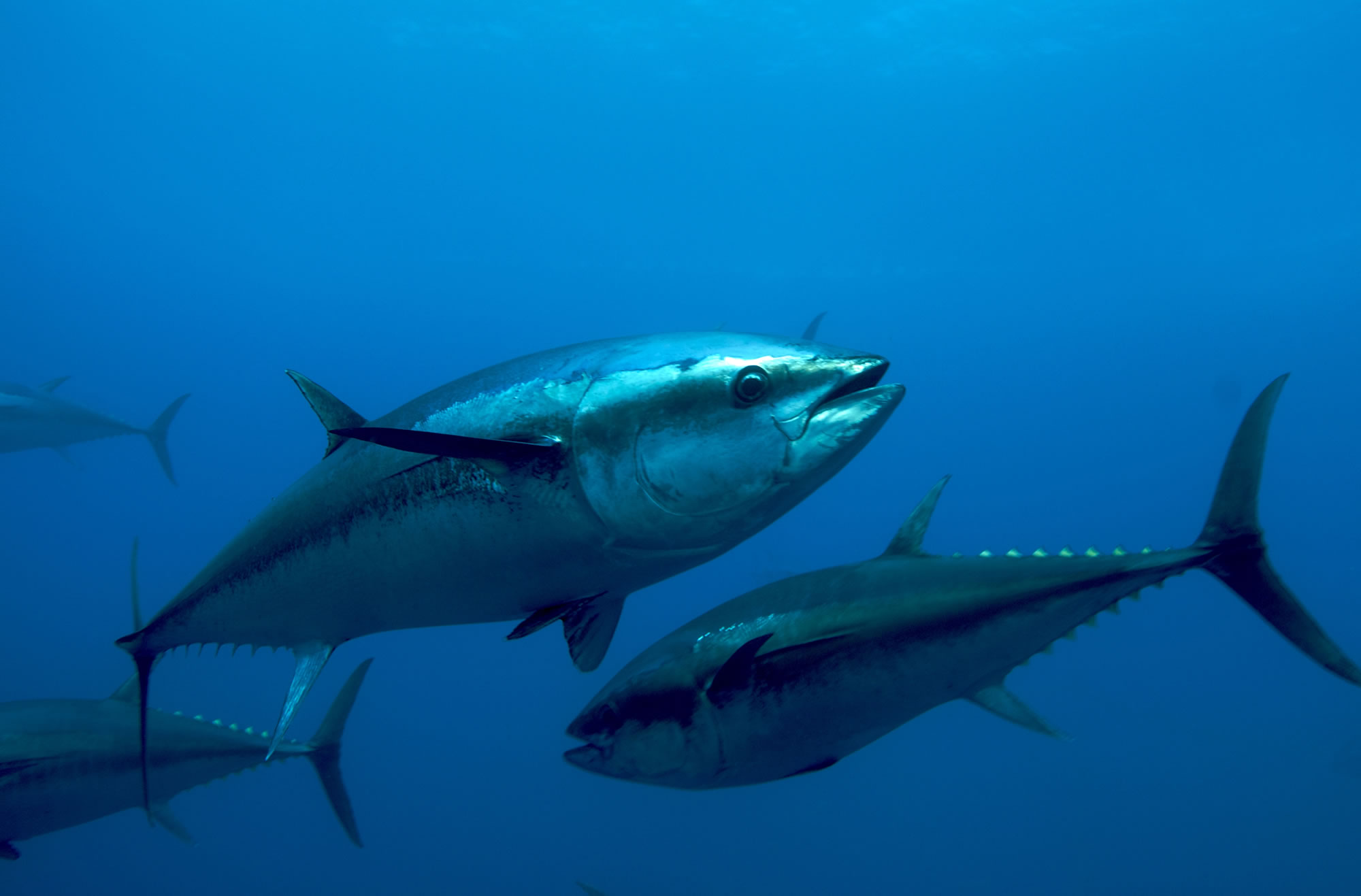 ������ǹ��(Thunnus maccoyii)