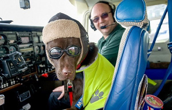 Ӣ����������Ȯ����(Callie)�����˳����ɻ��ɱ�Ӣ���Ͽ�