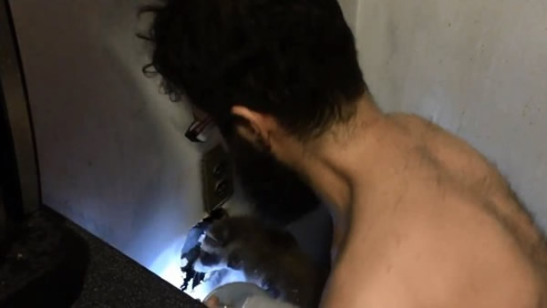 莱文夫妇发现房子里有动物叫声,查看后发现是一只小浣熊被卡在墙壁中。