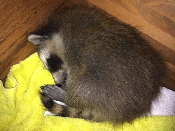 这只小浣熊才5周大。莱文说,希望捉到小浣熊的母亲,好让它们母子团聚。