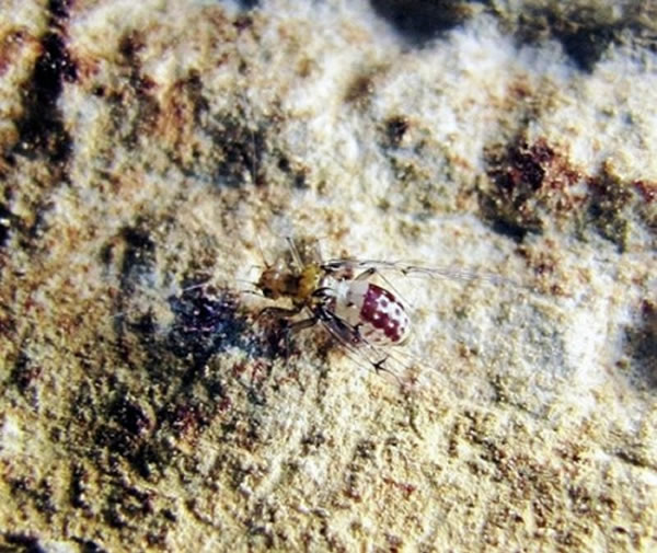 �ձ�ѧ�߷���һ�ֽ��Ա��ɫ����������