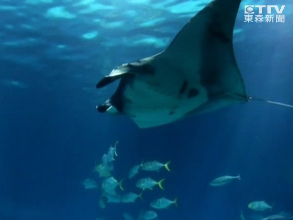 受伤鬼蝠魟送台湾海生馆后暴毙