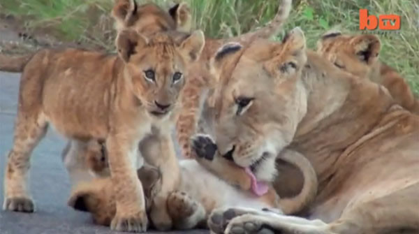 一群狮子霸占南非野生公园里唯一一条柏油路大晒天伦乐