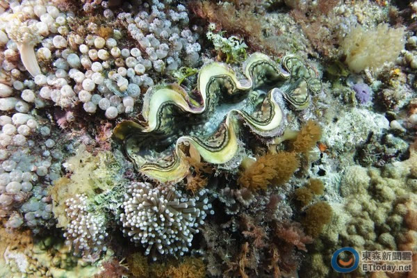 保育绽放在绿岛珊瑚礁海域里的美丽花朵,绿岛禁捕壳长十五公分以下砗磲贝。