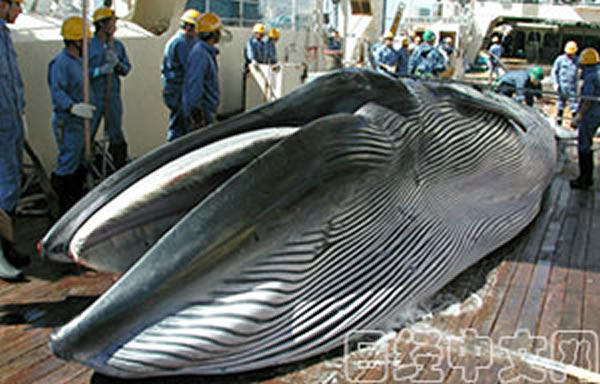 日媒:日本捕鲸战略很模糊