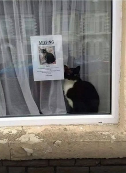 ��ʧ��è���������ĵ�վ���Լ��ġ�ʧè���¡��ԣ����˿�Ц���á�