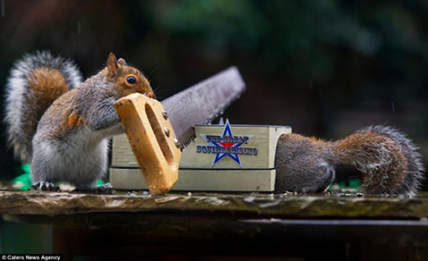 С�����ľͷ