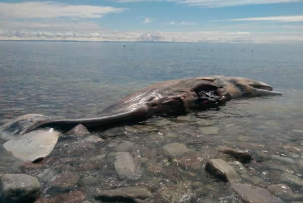 加拿大小镇网上拍卖海滩搁浅死亡鲸鱼尸体