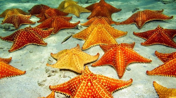 ����̫ƽ��ʹ������ذ���2013��ʼ½�����ֺ��ǡ��Ա�������