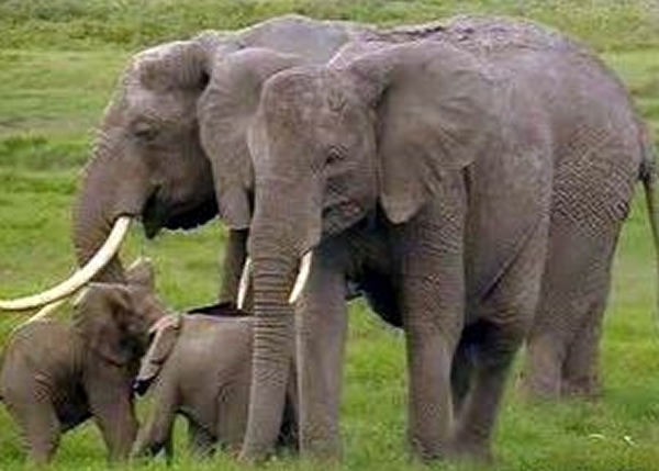 �������ɴ���