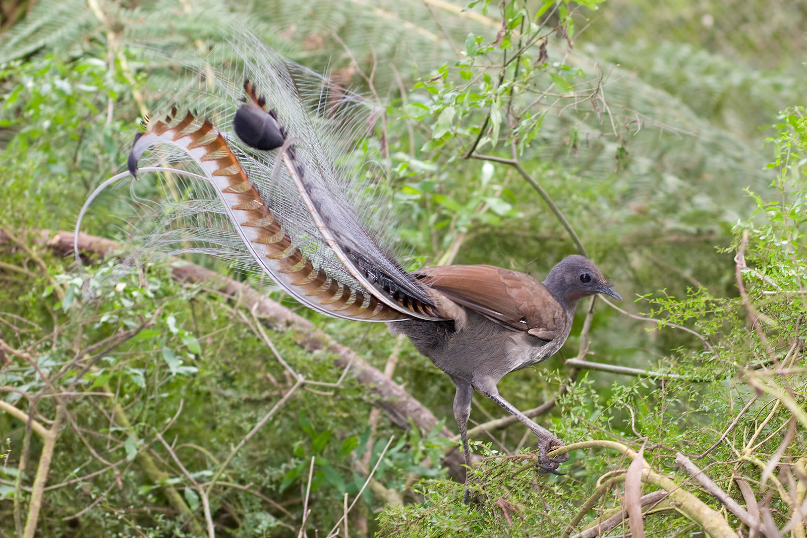 澳大利亚琴鸟(Menura)