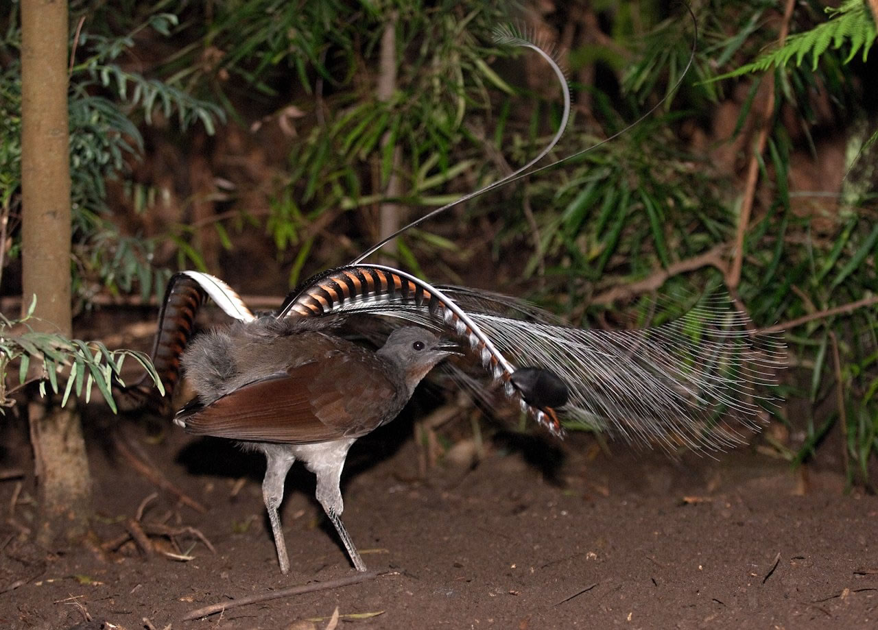 澳大利亚琴鸟(Menura)