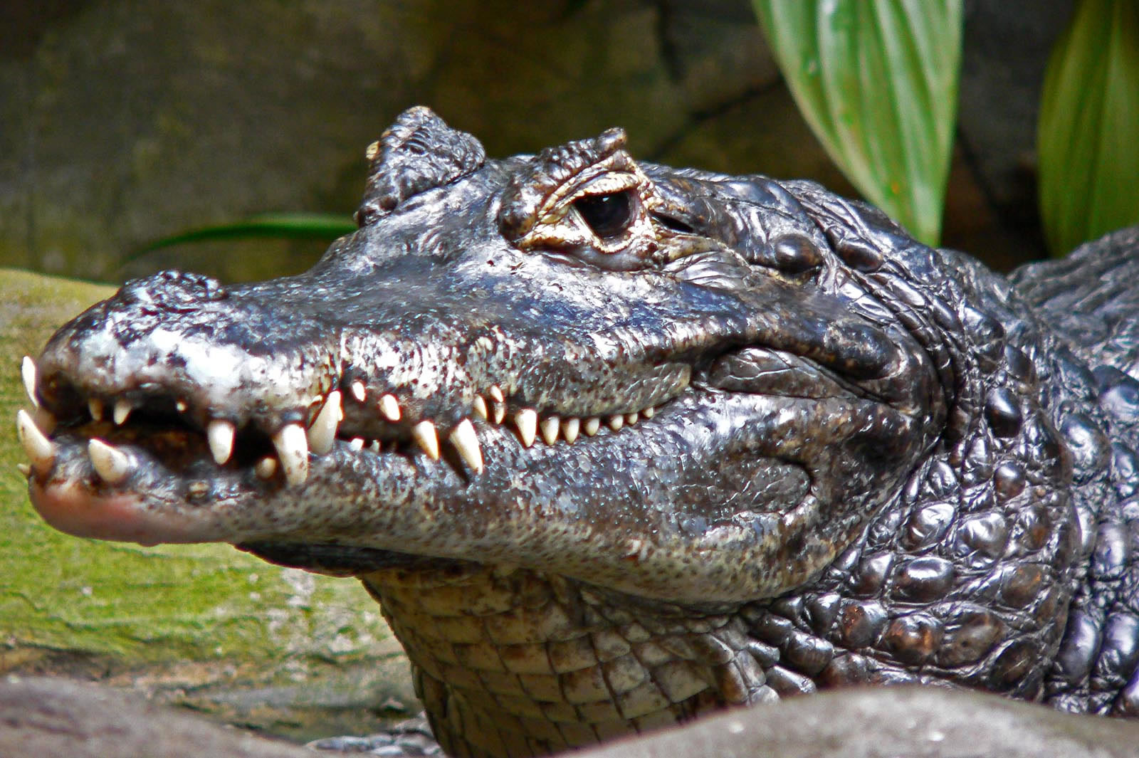 (caiman)