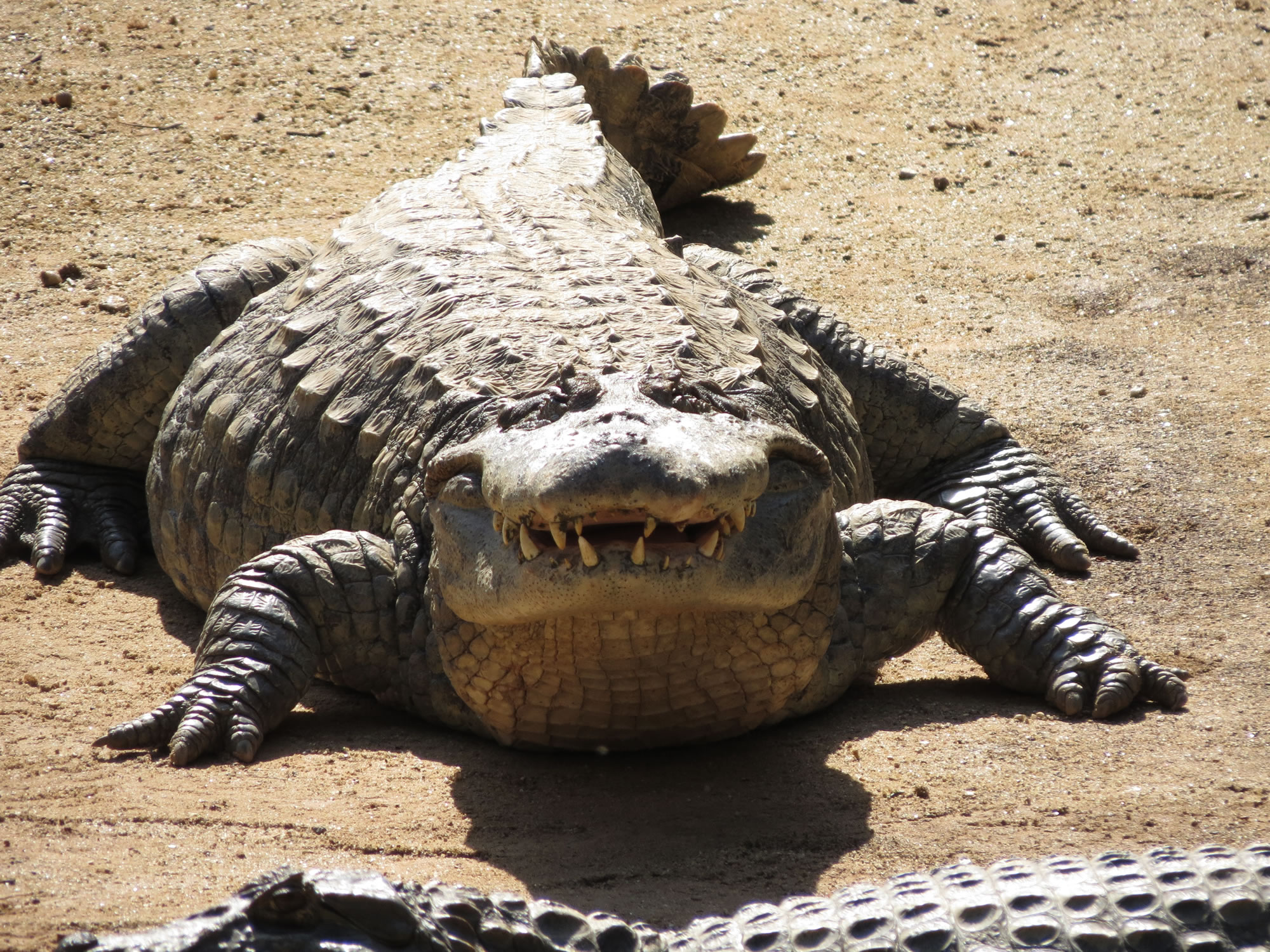 (caiman)
