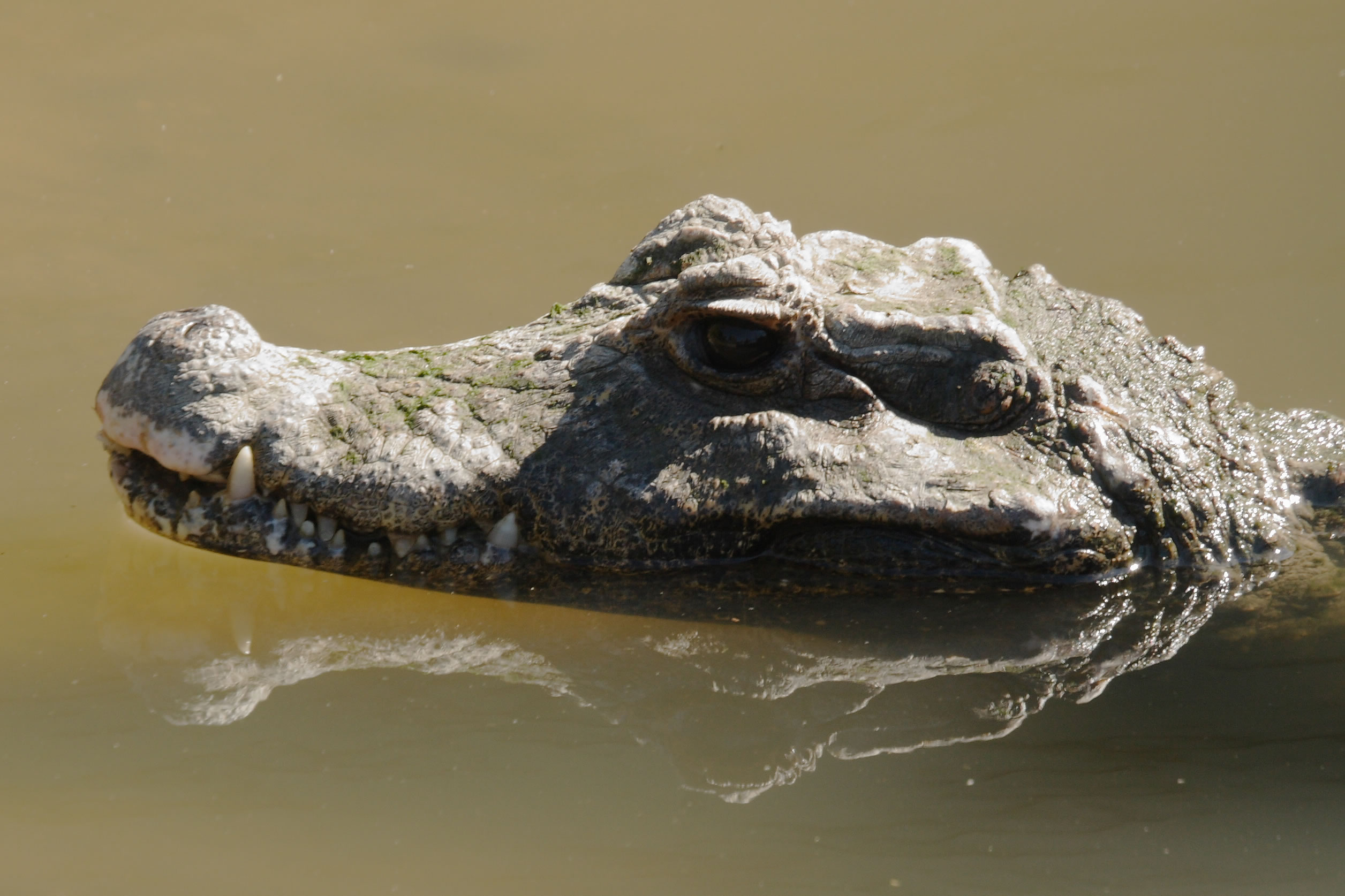 (caiman)