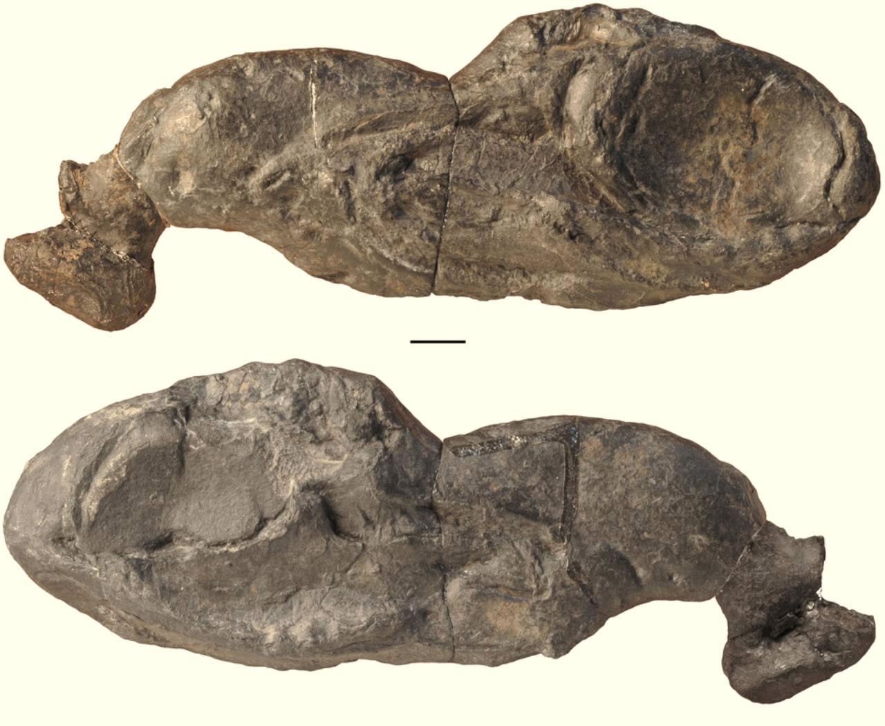 ԭʼ����Ozarcus mapesae