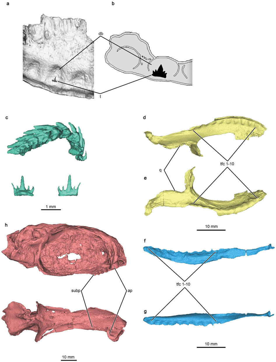 ԭʼ����Ozarcus mapesae