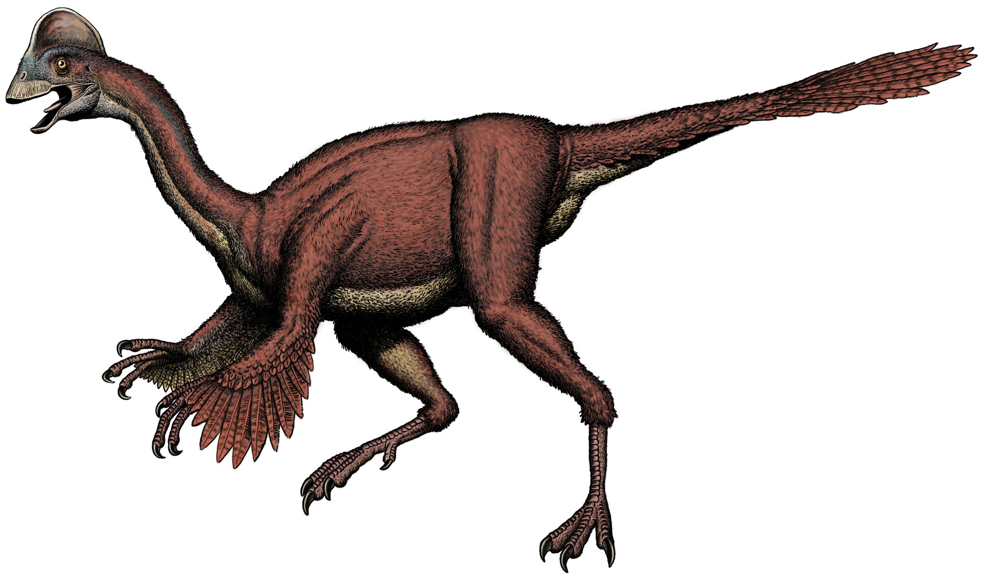 6600万年前漫步在北美大陆的恐龙Anzu wyliei