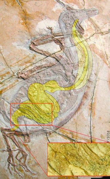 ѧҷ˼ʯ걾ΪֻģϵͳѺȽ