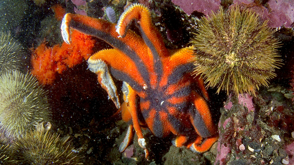 美国华盛顿州的深海物种,如太阳海星,最先被这场疾病影响,其“手臂”开始下垂和分离。