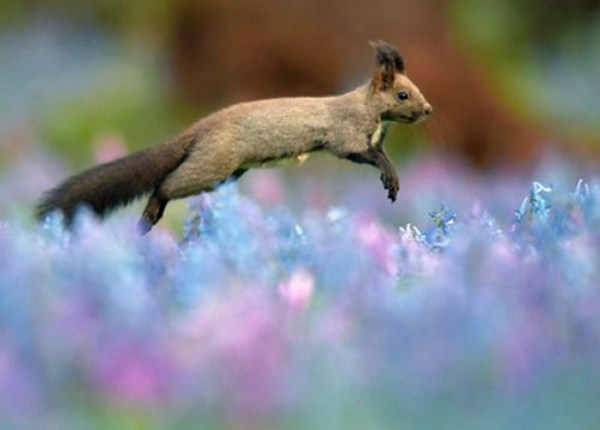 日本北海道一只虾夷松鼠在盛开的延胡索和紫罗兰花间欢跳觅食