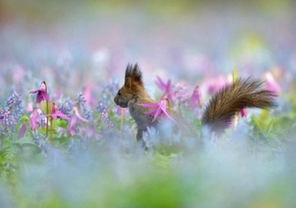 日本北海道一只虾夷松鼠在盛开的延胡索和紫罗兰花间欢跳觅食