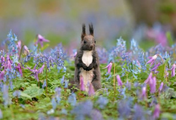 日本北海道一只虾夷松鼠在盛开的延胡索和紫罗兰花间欢跳觅食