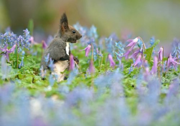 日本北海道一只虾夷松鼠在盛开的延胡索和紫罗兰花间欢跳觅食