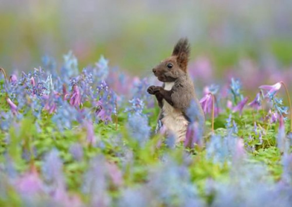 日本北海道一只虾夷松鼠在盛开的延胡索和紫罗兰花间欢跳觅食