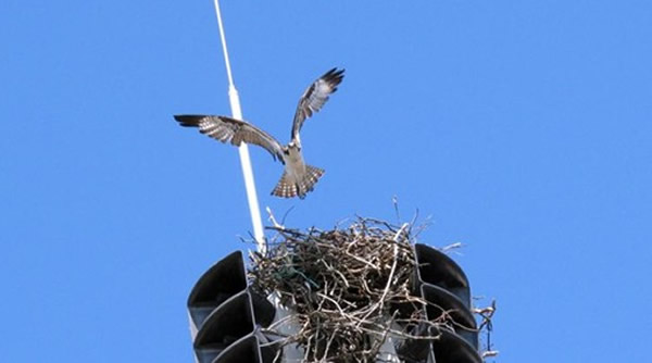 美国大楼火灾报警器遭鱼鹰筑巢被迫关闭