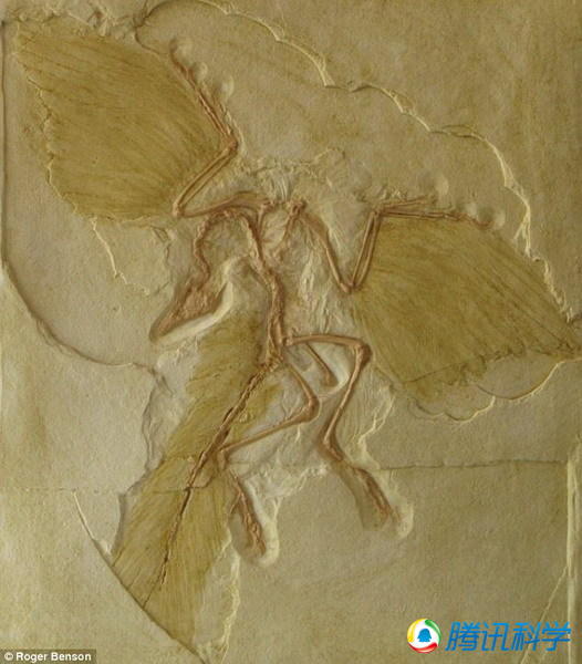 始祖鸟是地球上最早的鸟类,体重仅1公斤。