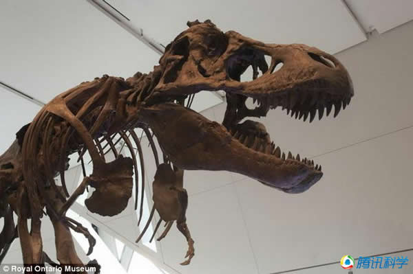 霸王龙体重达到7吨,是史上最大的陆地掠食性动物。