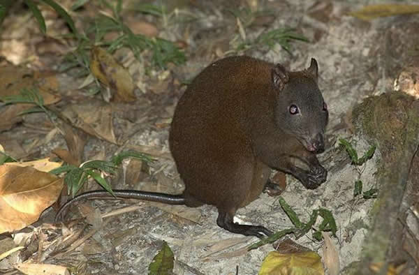 体长仅15厘米的麝香袋鼠是世界上最小的袋鼠