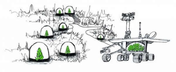 如果植物能够在火星环境下生存,或许也能够为火星殖民者提供食物来源。