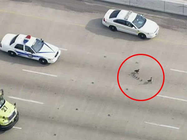 美国伊利诺伊州警车在公路护送加拿大雁家族