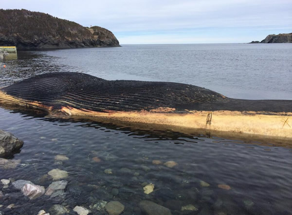 现在蓝鲸尸体已经开始自然泄气,可能不会爆炸了