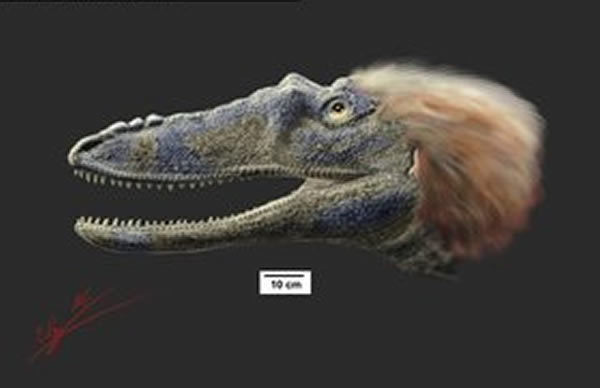 “小木偶暴龙”(Qianzhousaurus sinensis)头部复原