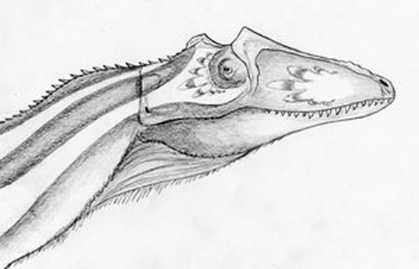 “小木偶暴龙”(Qianzhousaurus sinensis)头部复原