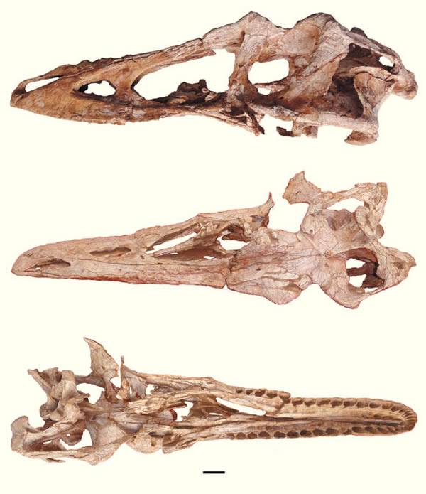 “小木偶暴龙”(Qianzhousaurus sinensis)化石