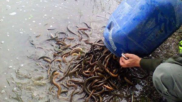 阿根廷宪兵截获黄鳝大感惊讶,不知可吃全部放生