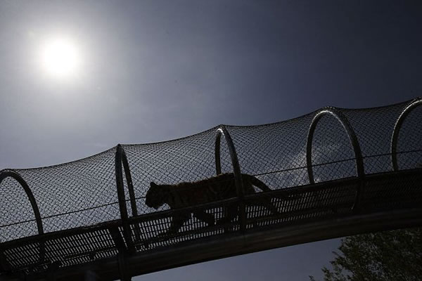 �����ѳǶ���԰�������è�ƶ�����š�