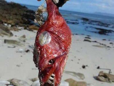 中国第一次发现暴龙科恐龙化石 - 神秘的地球 