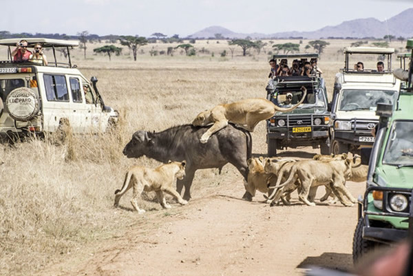 一头水牛抵挡11只狮子围攻最终逃生