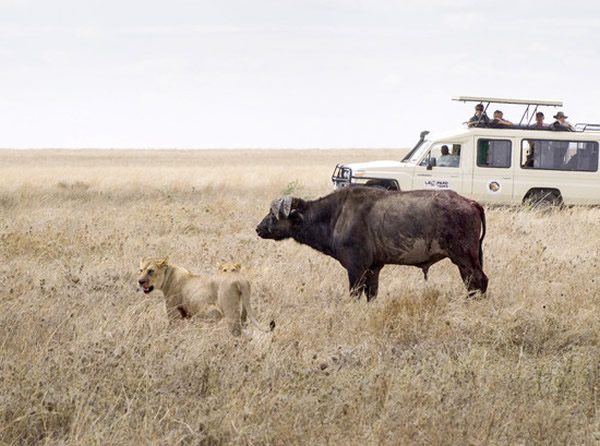 一头水牛抵挡11只狮子围攻最终逃生
