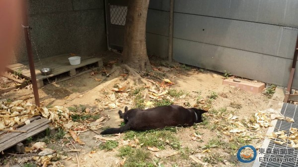 台湾校犬奋勇攻击眼镜蛇不幸身亡