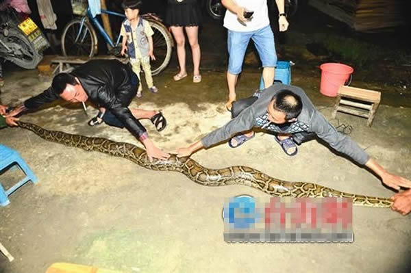 徒手制服3米长大蟒蛇